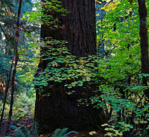 巨大的俄勒冈老植物图片下载