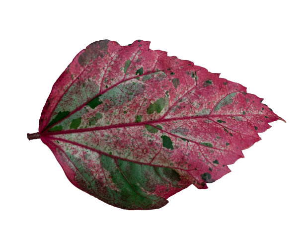 芙蓉叶的背景是白色的图片下载