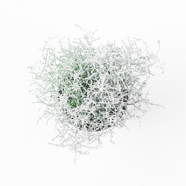 盆中青苔，白色背景。冬天的概念。平躺，俯视图，正方形图片下载