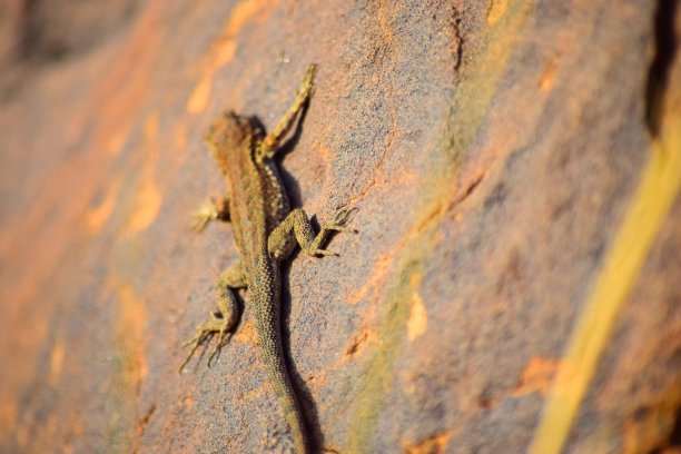 阳光下的蜥蜴图片下载