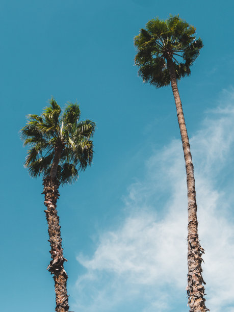 两棵棕榈树映衬着蓝天，从下面拍摄，多云图片下载