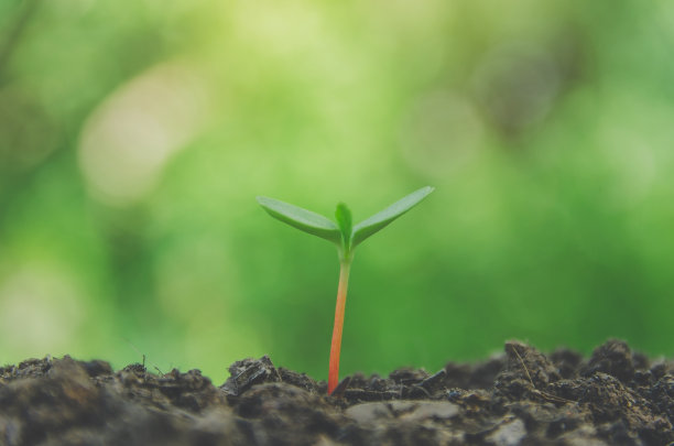 在晨光中，绿色的幼苗和幼苗在土壤中生长。图片下载