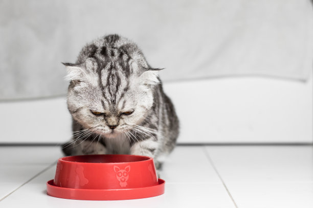 猫吃食物在食物托盘红色。图片下载