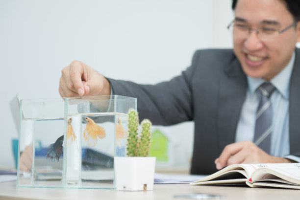 斗鱼(Betta splendens)除了美丽。它可以帮助我们从工作中放松下来。图片下载