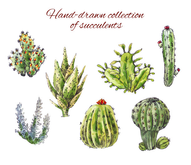 一些手绘的仙人掌。白色背景上分离的多肉植物的插图图片下载