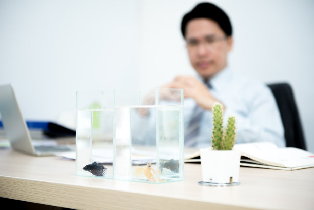 斗鱼(Betta splendens)除了美丽。它可以帮助我们从工作中放松下来。图片下载