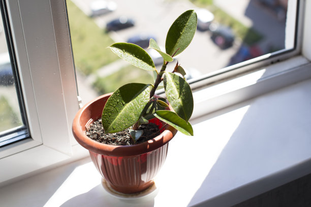 窗台上的盆栽图片下载