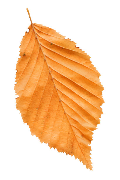 叶子图片素材ID：324808830