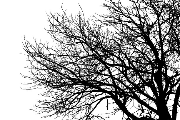 万圣节的树枝抽象，孤立在白色的背景图片下载