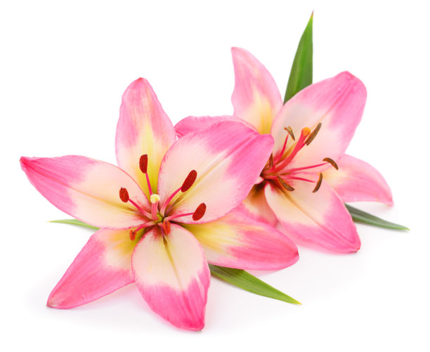 粉红色的金针菜。图片下载