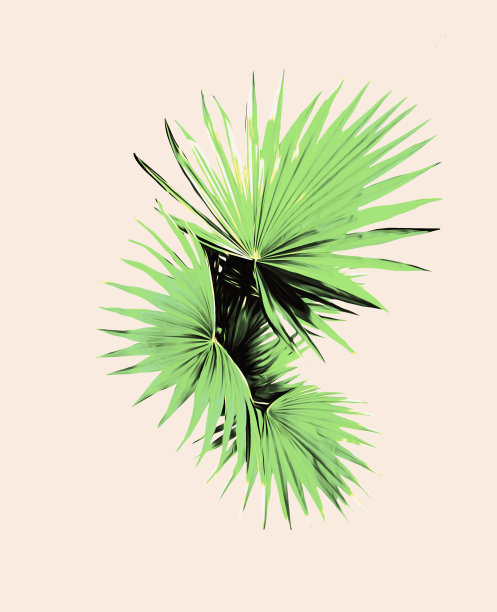 棕榈叶。图片下载