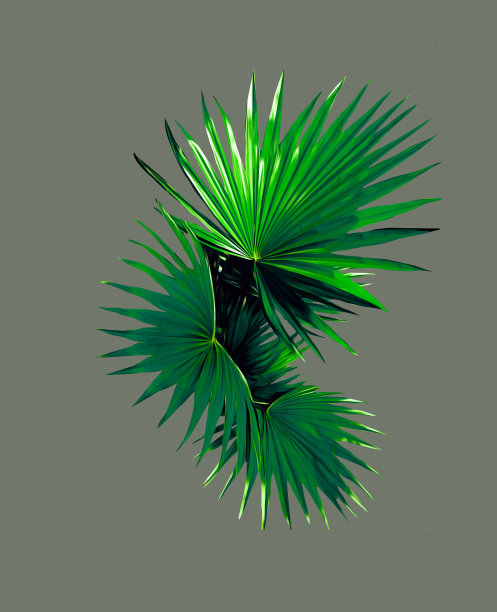 棕榈叶。图片下载