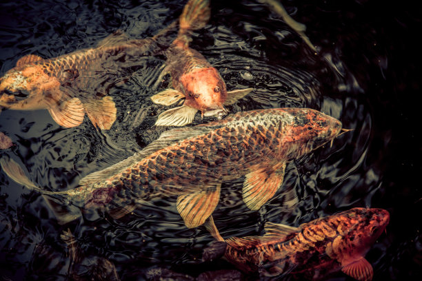 池塘里不同颜色的锦鲤鱼图片下载