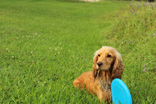 狗玩具。图片下载