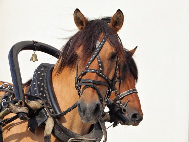 俄国马车和三维亚特卡马图片下载