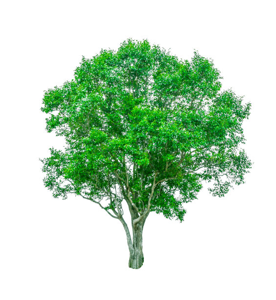 灌木,白色背景图片下载