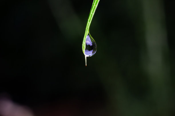 滴在草地上图片下载