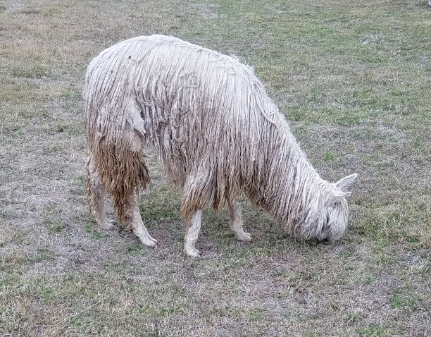 秘鲁农场里的羊驼苏瑞特写图片下载