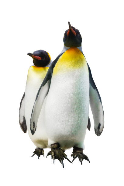 帝企鹅图片下载