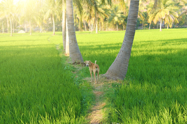 印度汉比美丽的绿色稻田。棕榈树，阳光和稻田。奇异的热带景观。冥想和和解。一只狗在稻田和棕榈树之间图片下载