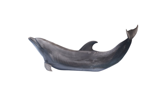 条纹海豚的行动显示孤立的白色背景。图片下载