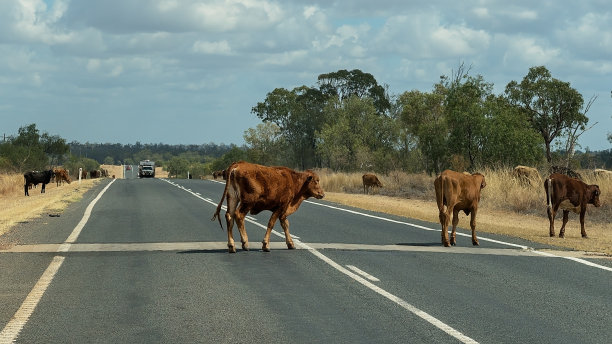 澳大利亚赶集的牛图片下载