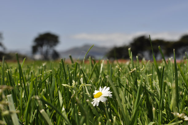 草丛里的一朵雏菊图片下载