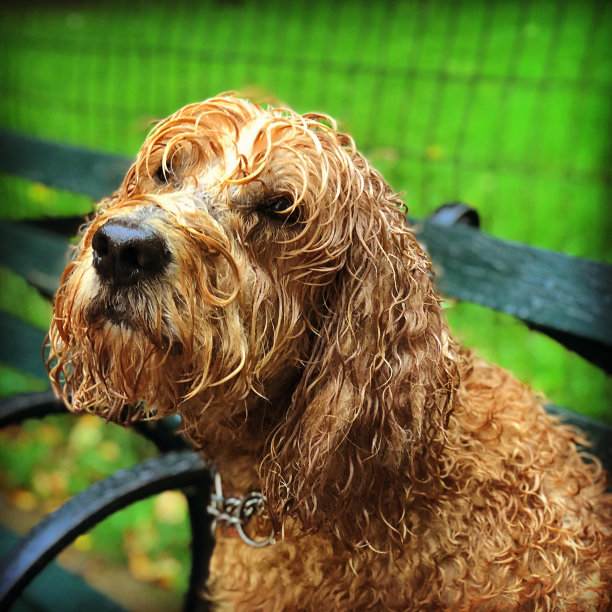 湿的金色涂鸦坐在公园长椅上，背景是明亮的绿色图片下载