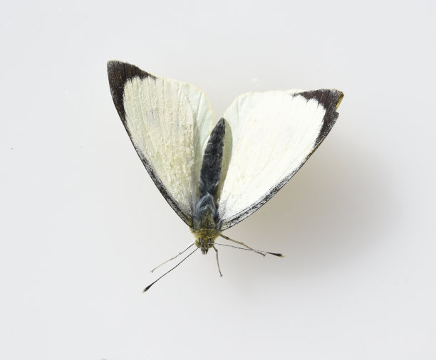 地区,蝴蝶,蝴蝶图片下载