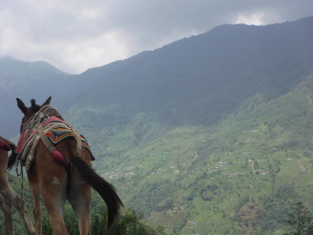 背后的驴图片下载