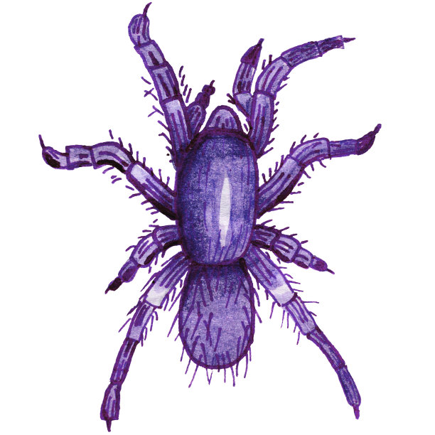 水彩画的蜘蛛图片下载