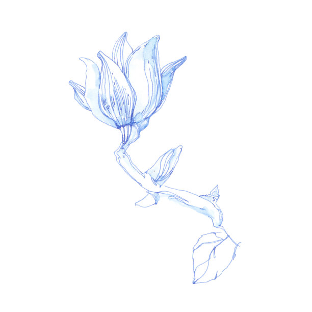 在白色背景上孤立的木兰枝。手绘插图，水墨速写。为设计元素。图片下载