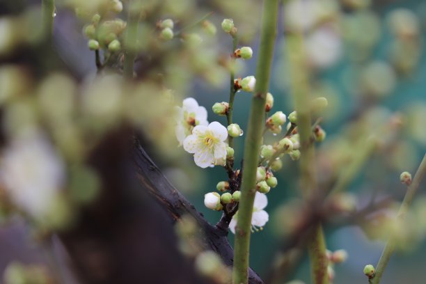 春雨中湿梅花图片下载