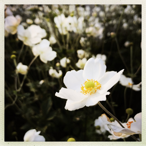 白色的银莲花在秋天的花图片下载