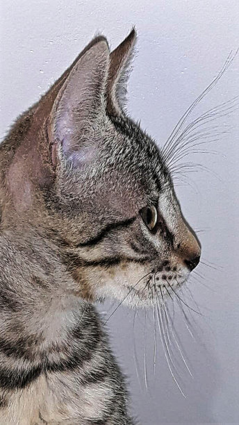 甜蜜的猫图片下载