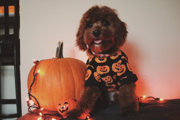 甜蜜的万圣节的小狗图片下载