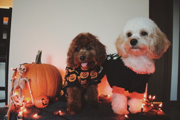 万圣节的小狗图片下载