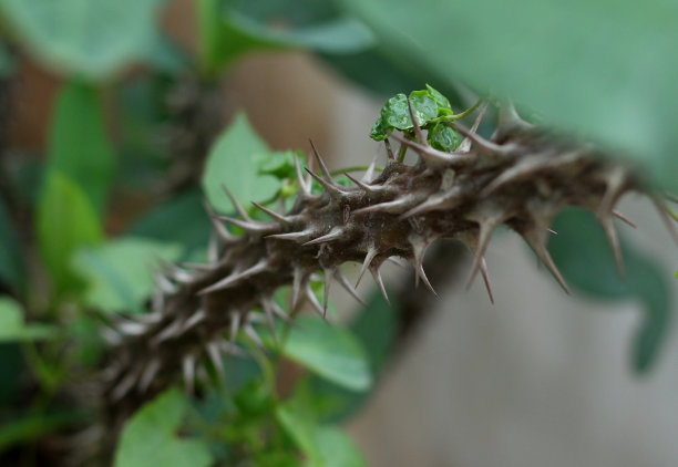 阀杆与峰值图片下载