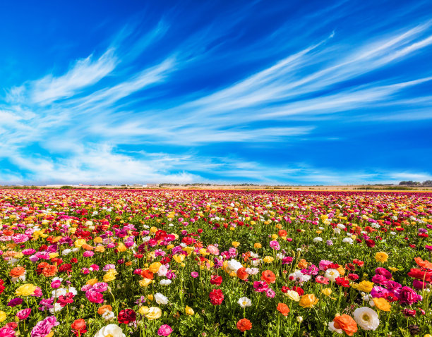 毛茛花田图片下载
