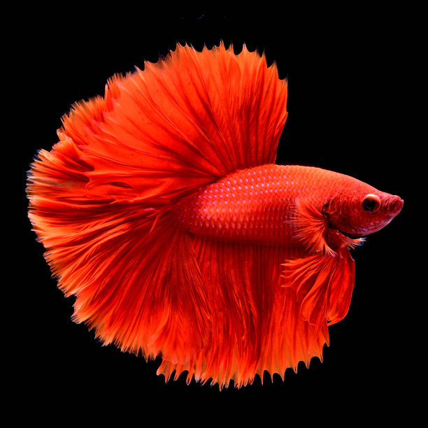 红色斗鱼图片下载