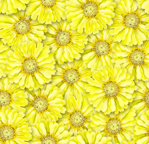 无缝的花卉图案。杂乱的花的排列。淡绿色百日草花。图片下载