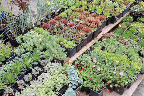 幼苗托儿所图片下载