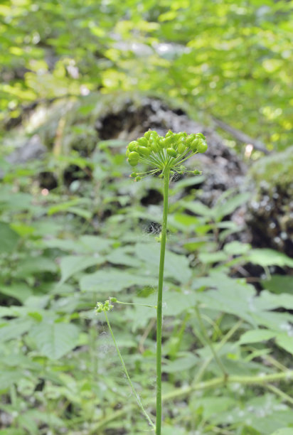 人参(人参)6图片下载