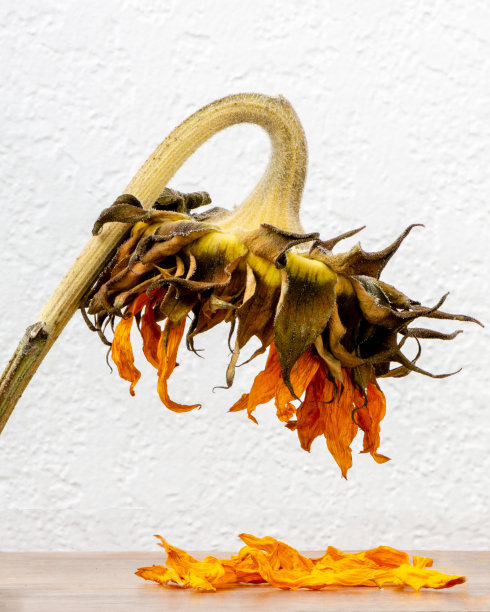 生命的终结——孤独和悲伤图片下载