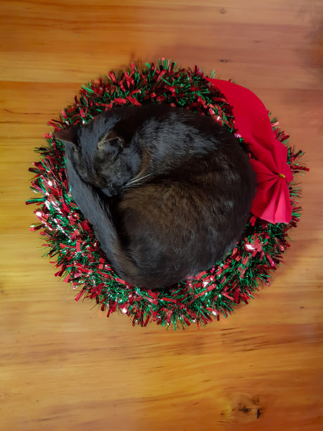 睡眼朦胧的猫戴着红丝带花环。图片下载