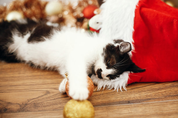 可爱小猫在盒子里玩红色和金色的小饰品、装饰品，圣诞树下有圣诞老人的帽子，节日气氛浓厚的房间。圣诞快乐的概念。可爱又滑稽的小猫。温馨的图片图片下载