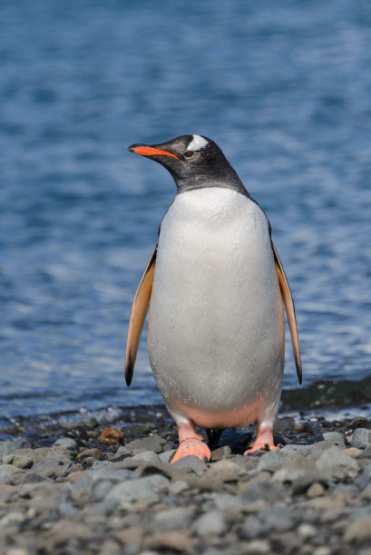 巴布亚企鹅在海滩上图片下载