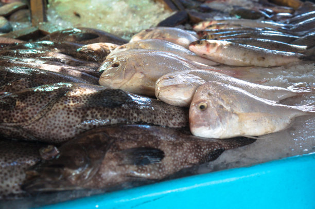 海边市场上的各种鱼类和鱼片。出售新鲜海洋生物的旧货摊。亚洲文化和传统。图片下载