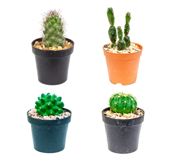 仙人掌在一个漂亮的花盆里图片下载