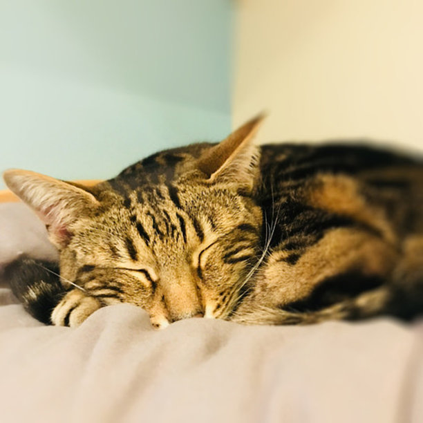 咕噜咕噜叫的猫图片下载